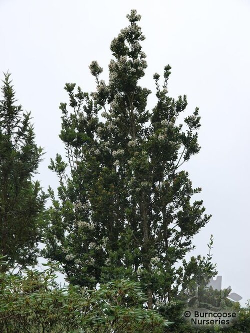EUCRYPHIA lucida x cordifolia 
