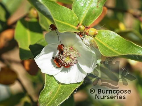 EUCRYPHIA x hillieri 'Penwith' 