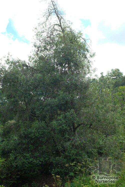 EUCRYPHIA   