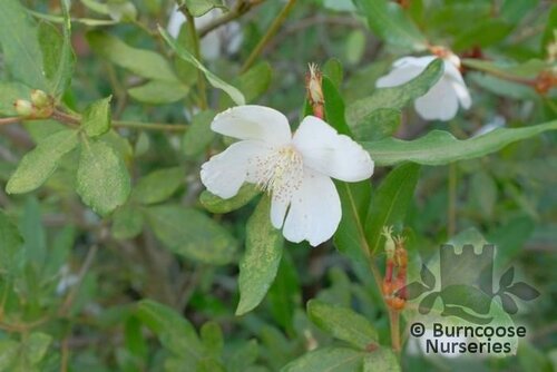 EUCRYPHIA x hillieri 'Winton' 