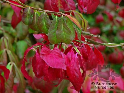 EUONYMUS alatus  