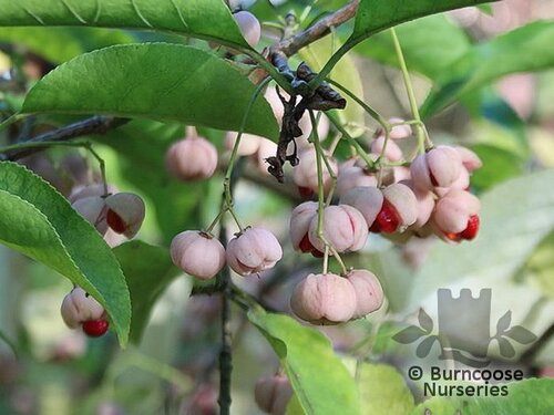 EUONYMUS hamiltonianus 'Coral Charm' 