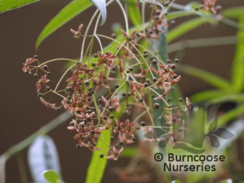 EUONYMUS clivicola  