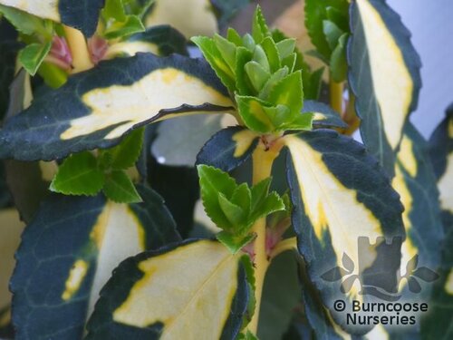 EUONYMUS fortunei 'Blondy' 