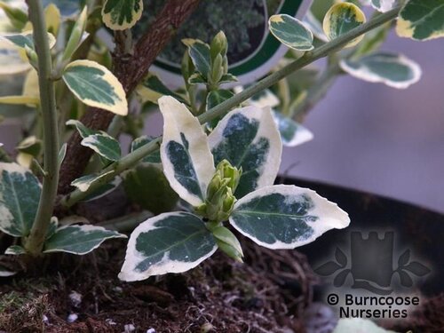 EUONYMUS fortunei 'Emerald Gaiety' 
