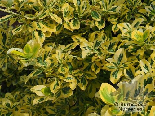 EUONYMUS fortunei 'Emerald 'n' Gold' 