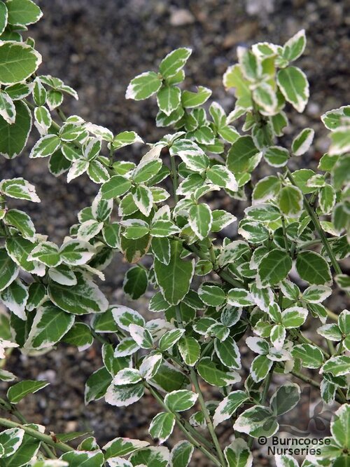 EUONYMUS fortunei 'Harlequin' 