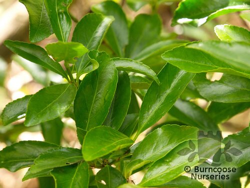 EUONYMUS japonicus  
