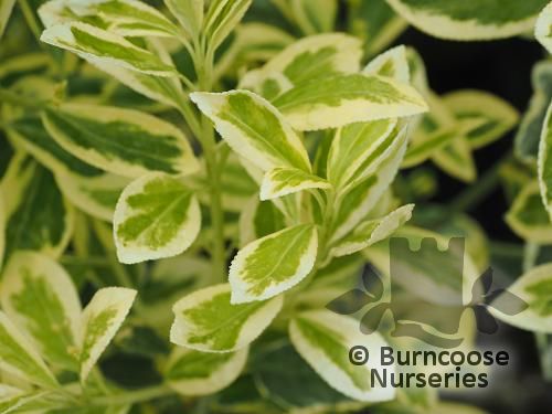 EUONYMUS japonicus 'Bravo' 