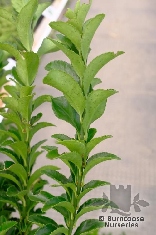 EUONYMUS japonicus 'Green Rocket' 