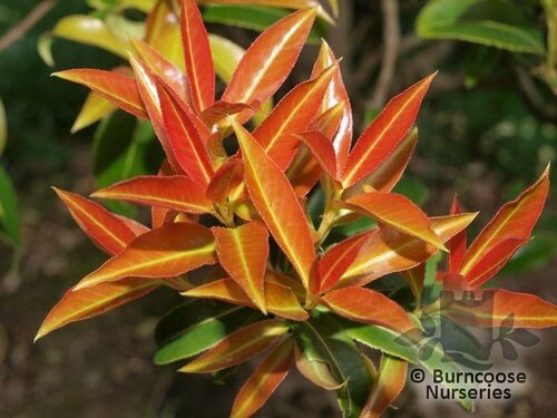 EUONYMUS lucidus  