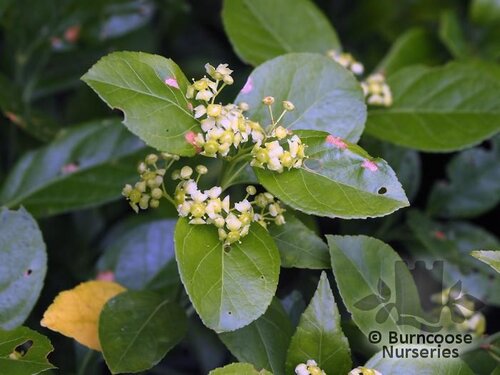 EUONYMUS tonkinensis  