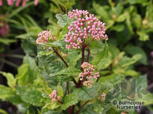 EUPATORIUM dubium 'Baby Joe' 