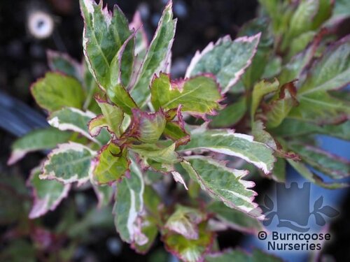EUPATORIUM fortunei 'Pink Elegance' 