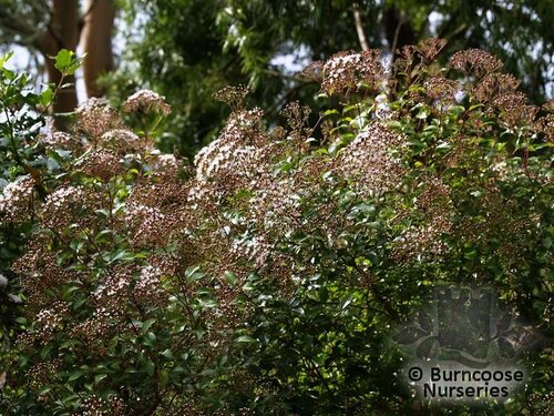 EUPATORIUM ligustrinum  