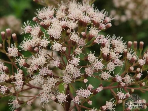 EUPATORIUM   