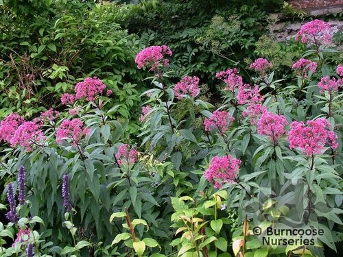 EUPATORIUM maculatum 'Atropurpureum' 