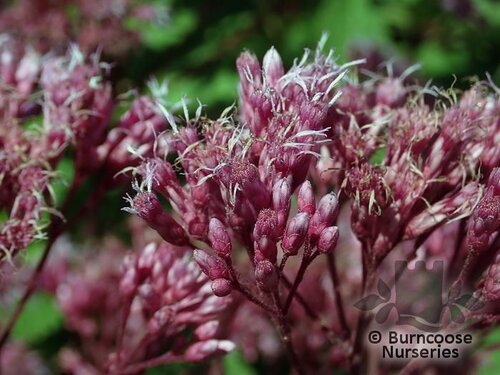 EUPATORIUM maculatum 'Phantom' 