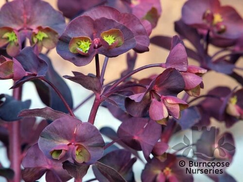 EUPHORBIA amygdaloides purpurea 