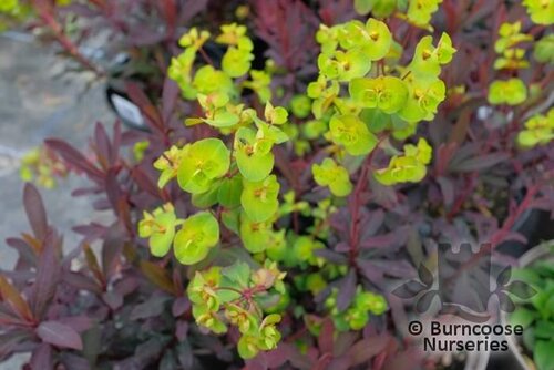 EUPHORBIA amygdaloides 'Ruby Glow' 