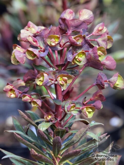 EUPHORBIA 'Blackbird'  