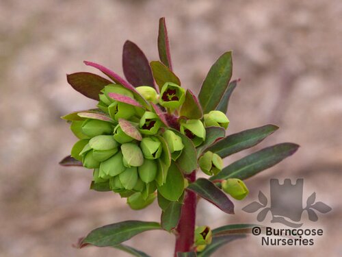 EUPHORBIA characias  