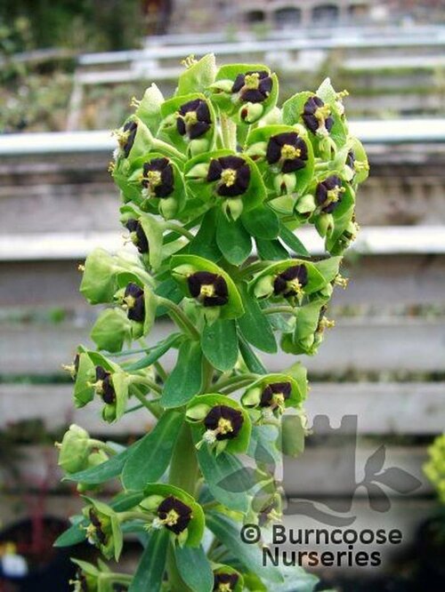 EUPHORBIA characias 'Black Pearl' 
