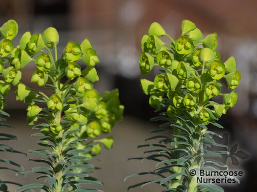 EUPHORBIA characias wulfeni 