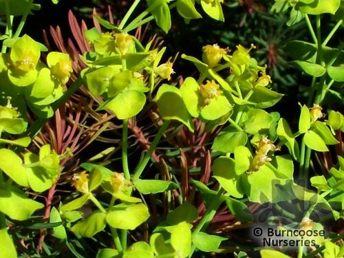 EUPHORBIA cyparissias 'Fens Ruby' 
