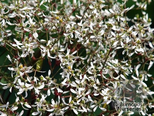 EUPHORBIA 'Diamond Frost'  