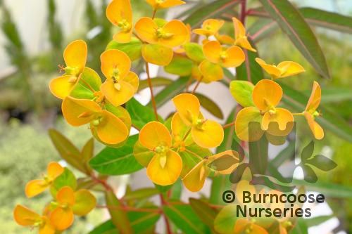 EUPHORBIA griffithii 'Beauty Orange' 
