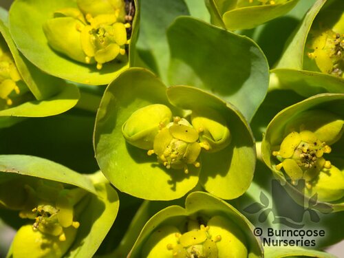 EUPHORBIA myrsinites  
