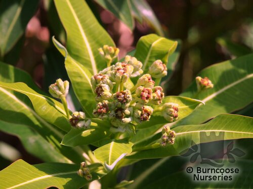 EUPHORBIA x pasteurii  