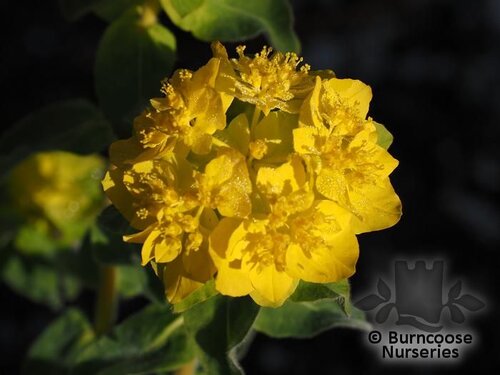 EUPHORBIA polychroma  