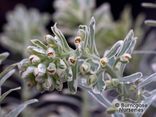 EUPHORBIA characias 'Silver Swan' 