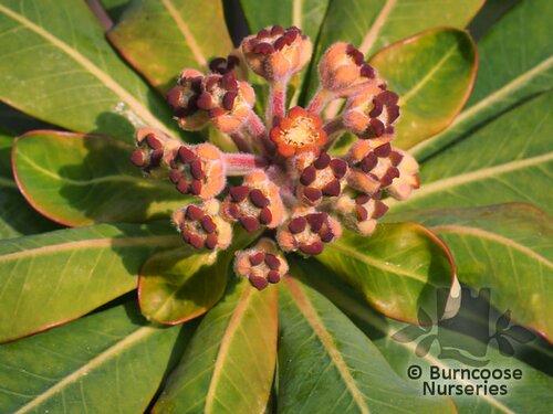 EUPHORBIA stygiana  