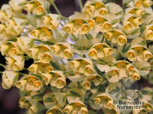 EUPHORBIA characias 'Tasmanian Tiger' 