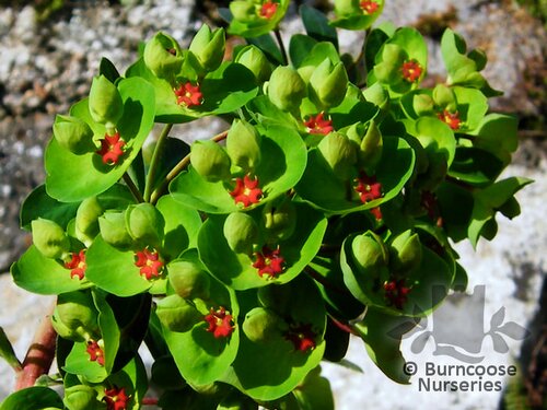 EUPHORBIA x martinii  
