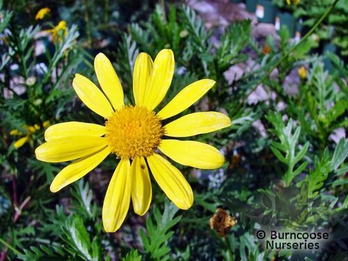 EURYOPS   