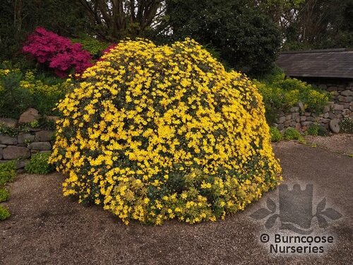 EURYOPS pectinatus  