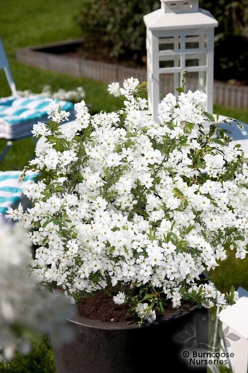 EXOCHORDA racemosa 'Niagara' 