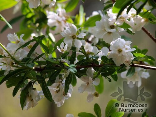 EXOCHORDA x macrantha 'The Bride'  