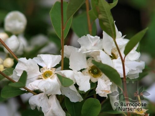 EXOCHORDA   