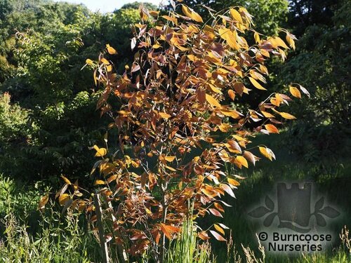 Fagus Longipetiolata