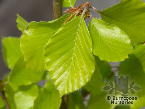 FAGUS sylvatica 'Dawyck Gold' 