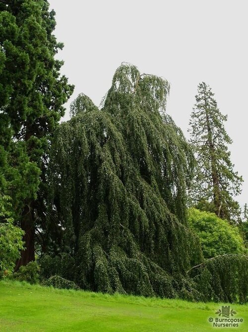 FAGUS sylvatica 'Pendula' 