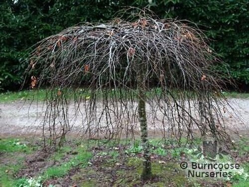 FAGUS sylvatica 'Purpurea Pendula' 