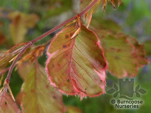 FAGUS   