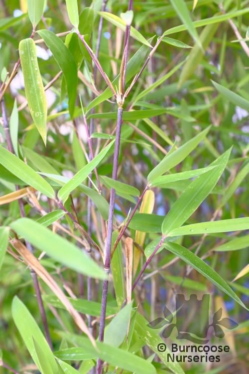 BAMBOO Fargesia nitida 'Black Pearl'