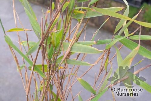 Bamboo Fargesia Papyrifera 'Grex' from Burncoose Nurseries